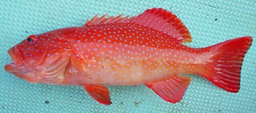 Coral trout,ct fish,Andaman fish,hook catch fish,thoondil meen online